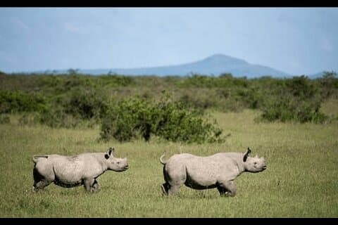 5-dagars Amboseli Nakuru Mara Kenya med övernattningssafari
