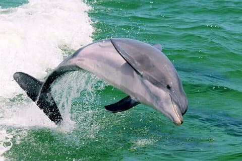 Crucero de observación y puesta de sol de delfines