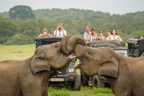 Minneriya luksus safari morgen fugler eller ettermiddag hjord