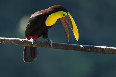 3 - Day Birding Adventure : Mindo, Mashpi & Choco Tropics