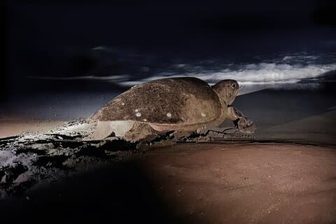 Nachttour zu Schildkröten-Nistplätzen ab Tamarindo