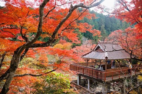 Toyota Green Life Experience hojas de otoño, Gohei Mochi en Inabu