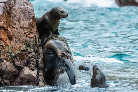 Ballestas Islands Tour from Ica and Huacachina Round Trip