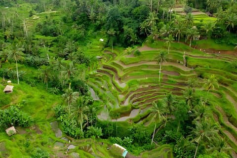 The Bali Experience : visite d'une journée complète à Ubud