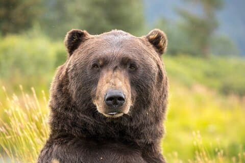 クルーズ送迎＆野生動物ツアー：アンカレッジからウィッティアへ