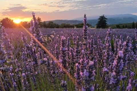 Sunset Lavender tur