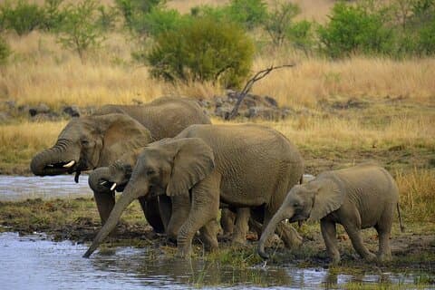 From Johannesburg 2 Days Pilanesberg Big Five Safari