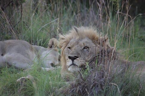 3 Tage Krüger Nationalpark Safari und Panorama Route