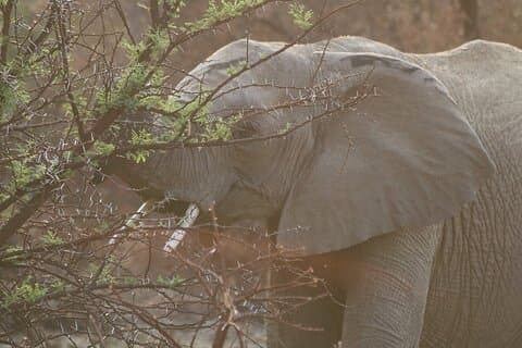 Excursion d'une journée au parc national Kruger au départ de Hazyview