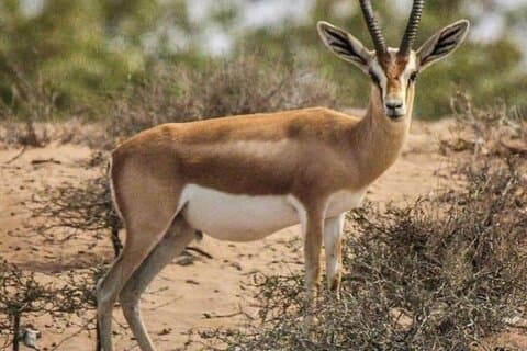 Visit to the Souss-Massa National Park Game Reserve