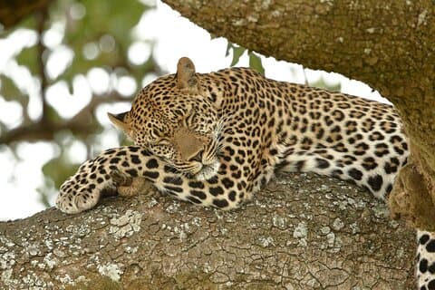 Nairobi: 3 dias Maasai Mara Group Safari com acampamento noturno