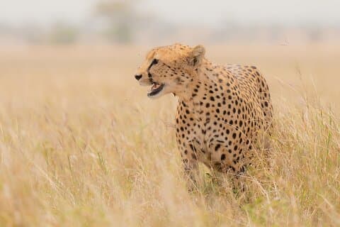 5 - Journée Safari Tanzanie au départ de l'île de Zanzibar