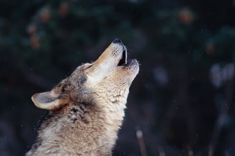 La experiencia del aullido del lobo