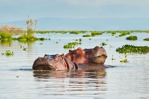 8 Day Selous And Ruaha Safari