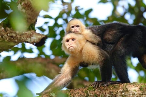 Dagstur til Corcovado nasjonalpark fra Uvita