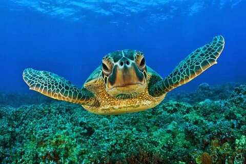 Aventura de mergulho com snorkel com tartarugas marinhas e exploração de cenotes