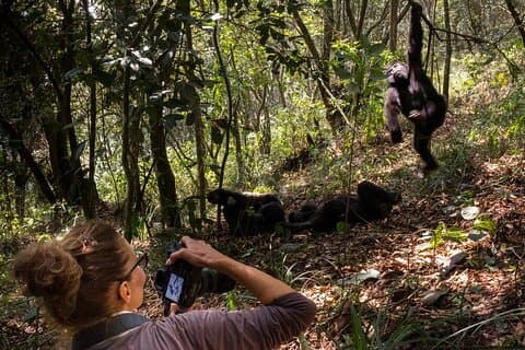 3 dager Uganda x2 Double Gorilla Trekking Safari fra Kigali