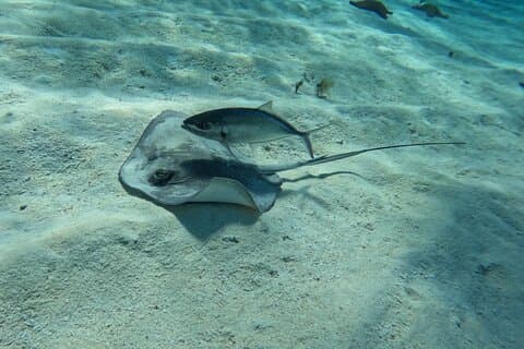 Avventura di snorkeling a El Cielo, El Cielito, Palancar e Colombia.