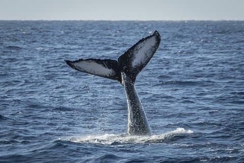 午後のマウイ島ホエールウォッチングツアー(夕食付き)