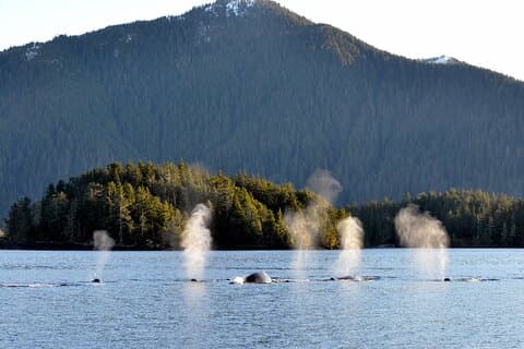 Hoteller i nærheden af Sitka Coastal Wildlife Cruise