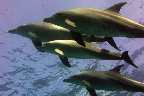 Crucero de buceo con delfines premium Hurghada con almuerzo