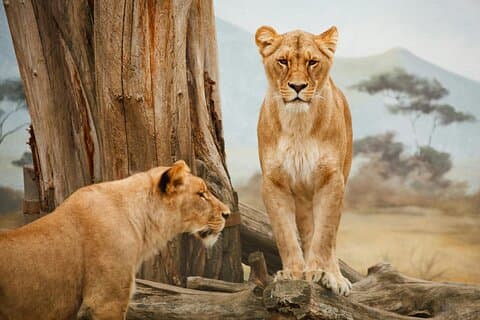 3 - Day Group Camping safari Tarangire, Lago Manyara e Ngorongoro