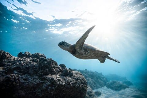 Wailea Wildlife Experience: Snorkel With Sea Turtles