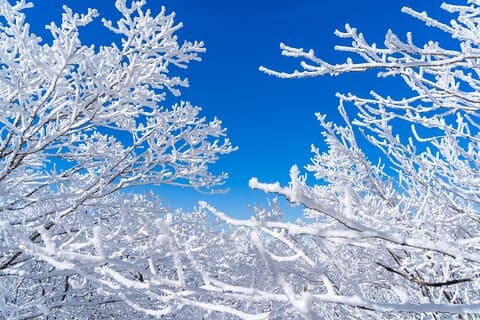 Tour fotografico privato in fiore d'inverno con servizio fotografico gratuito