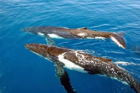 Whale Watching in Kona