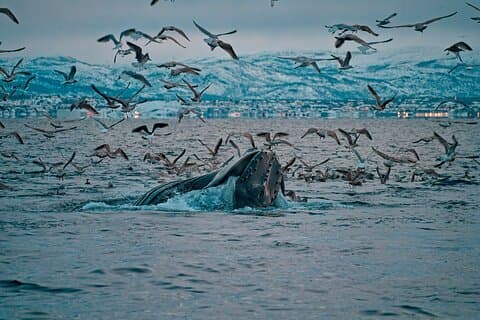 3.5-Hour Arctic Magic with Fjord and Whale Watching Adventure