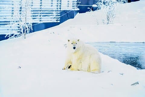 Rovaniemi : Ranua Arctic Wildlife Zoo Park Tour & pranzo al barbecue caldo