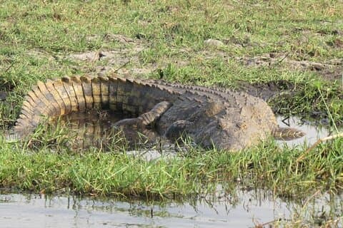 7 Day Safari Victoria Falls, Hwange and Chobe Adventure
