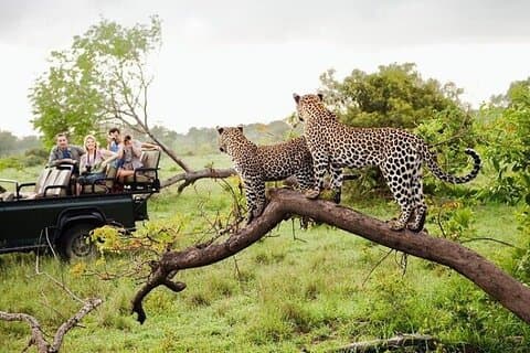 Sri Lanka Excursion de 8 jours avec entrée et frais d'aventures