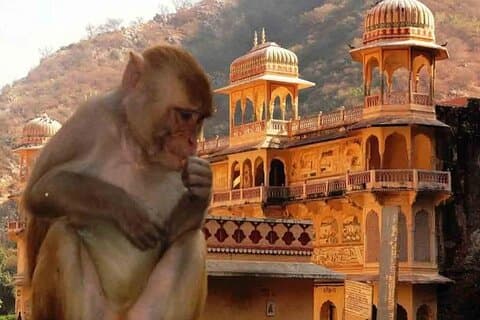Jaipur: Private Evening Tour with Monkey Temple & Local Market