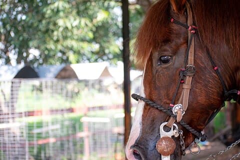 Tequila Agave & Rural Horseback äventyr i El Arenal
