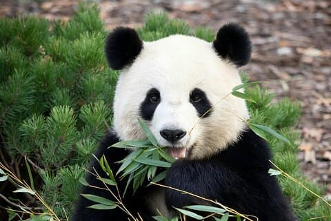 11日間の中国野生動物探検とジャイアントパンダアドベンチャーツアー