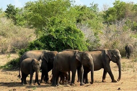 Udawalawa day trip all inclusive package.