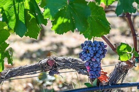 Private Tour : Ganztägige kulinarische & Weinerfahrung von Naousa