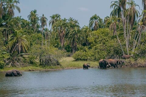 5-Day Akagera, Volcanoes and Nyungwe Wildlife Safari