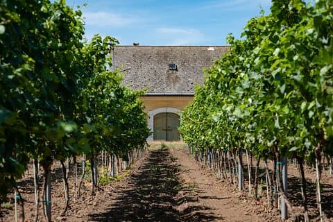 ETYEK wine trip - Just a stone’s throw away from Budapest