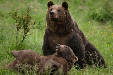 Bucharest Escape: Libearty Bear Sanctuary & Legendary Bran Castle