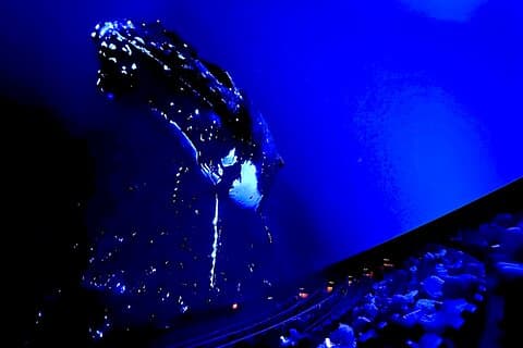 Sounds of the Ocean Den uppslukande upplevelsen i Bryssel