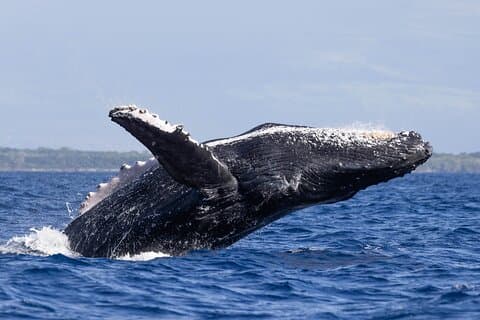 Anmeldelse af Ocean Whale Watch Sail