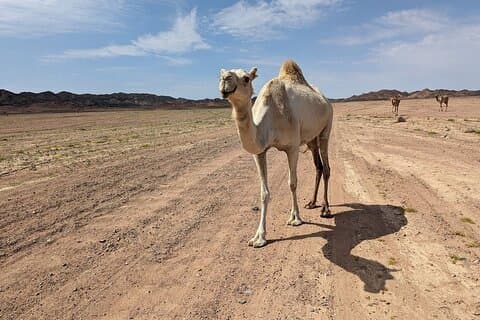 Guidet dagstur i Wadi Gemal National Park og de gamle ruiner