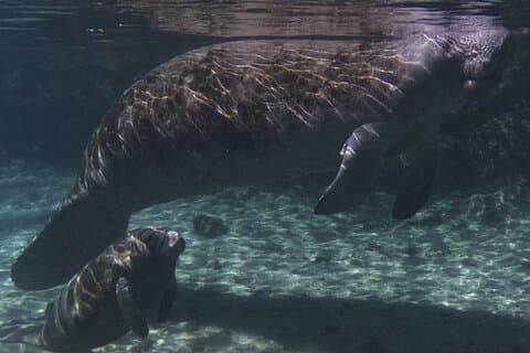 VIP Private Manatee Swim Tour