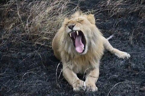 Een nacht safari naar Tsavo oosten van Diani, Watamu en Mombasa
