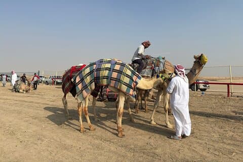 Ver la carrera de camellos en Kuwait