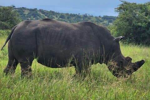 2-dagars Akagera Camping Safari