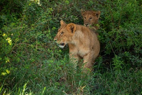 Private Safari to Serengeti Ngorongoro and Tarangire