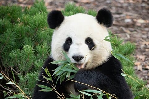 Private Beijing Tour Temple of Heaven Pandas and Summer Palace